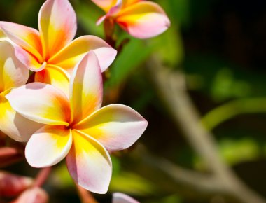 Frangipani