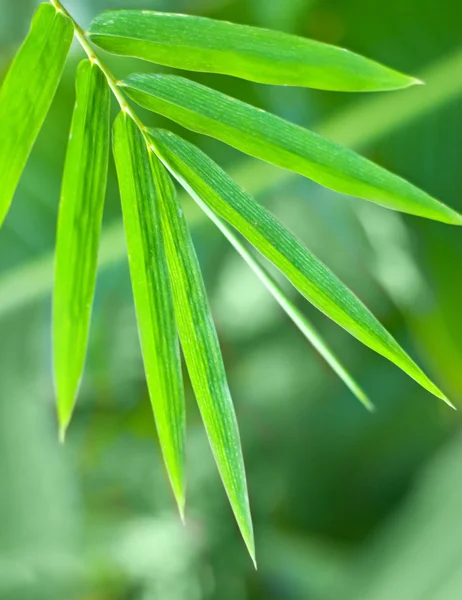 Bambu yaprak — Stok fotoğraf