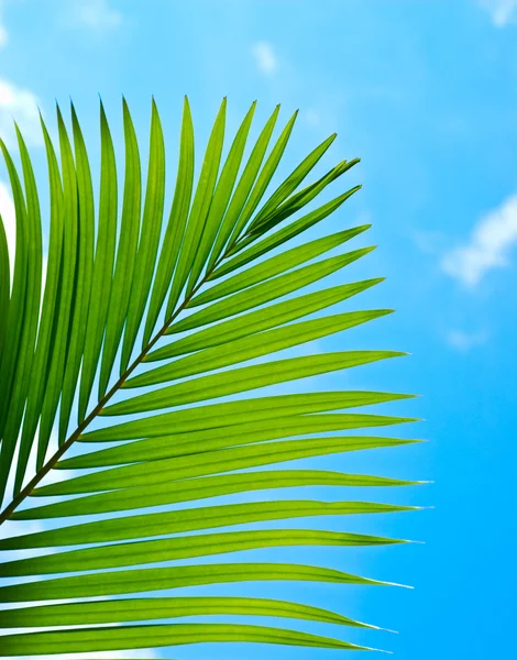 Palmtree — Stock Photo, Image