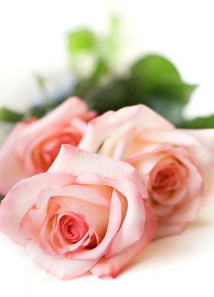 stock image Pink roses