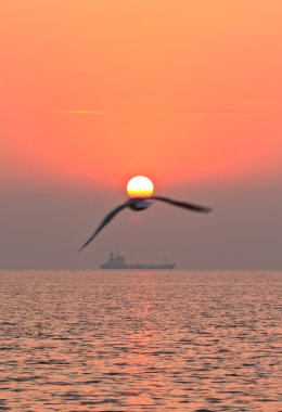 gün batımı ile uçan kuş