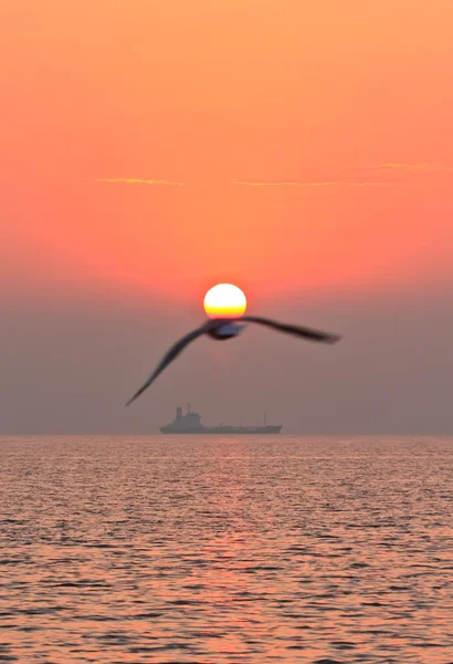 Pássaro voador com pôr do sol — Fotografia de Stock