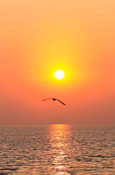 Fliegender Vogel mit Sonnenuntergang — Stockfoto