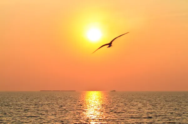 Oiseau volant avec coucher de soleil — Photo