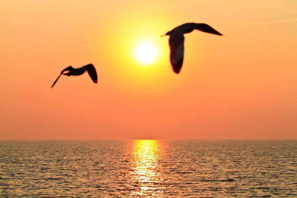 Летящие птицы с закатом — стоковое фото