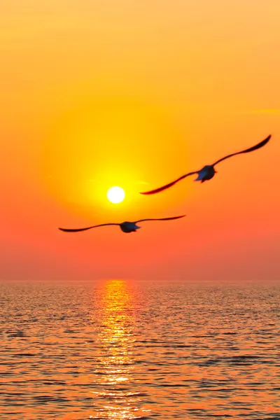 Flying birds with sunset — Stock Photo, Image