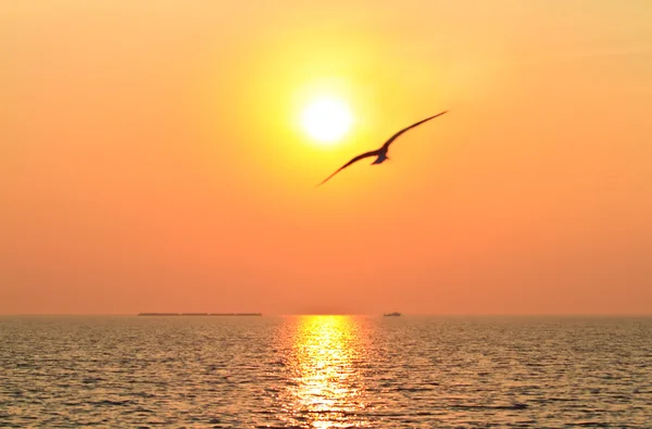 日没で飛んでいる鳥 — ストック写真