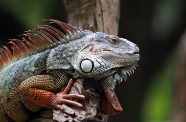 büyük iguana