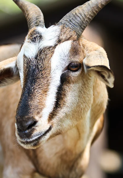 Close up goat