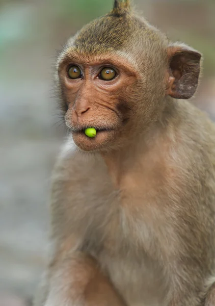 Singe macaque — Photo