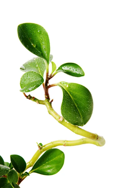 Arbre décoratif à feuilles vertes — Photo