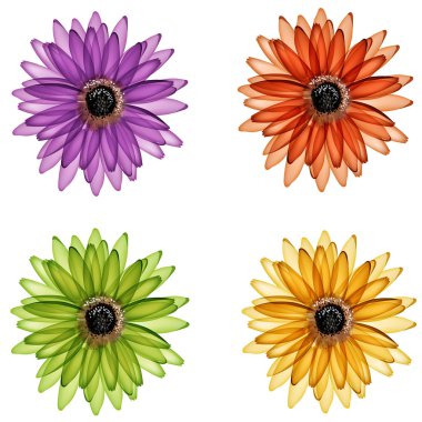 Xray flower clipart