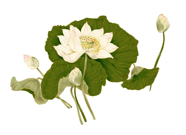 elle çizilmiş su lotus