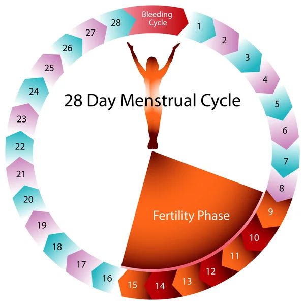 Menstruační cyklus plodnosti graf — Stockový vektor