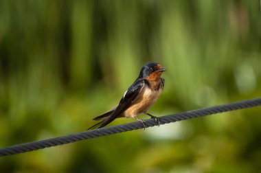 Çelik kablo üzerinde kırlangıcı (Hirundo rustica)