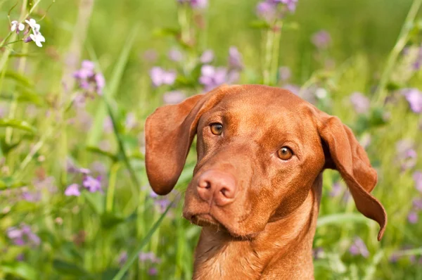 Primer plano de un perro Vizsla con flores silvestres — Foto de Stock