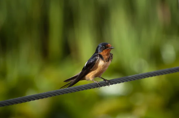 stock image Barn Swallow (Hirundo rustica) on a Steel Cable