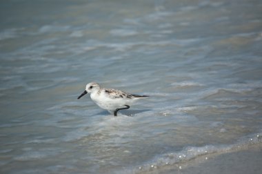 sanderling kıyısında