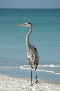 büyük mavi balıkçıl florida plaj