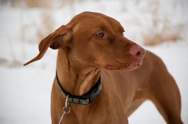 Pies Vizsla zimą — Zdjęcie stockowe