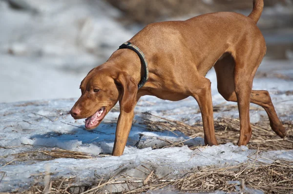 Pies Vizsla zimą — Zdjęcie stockowe