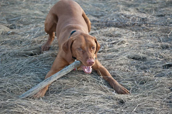 Hundvalp (sittande) hund med en pinne — Stockfoto