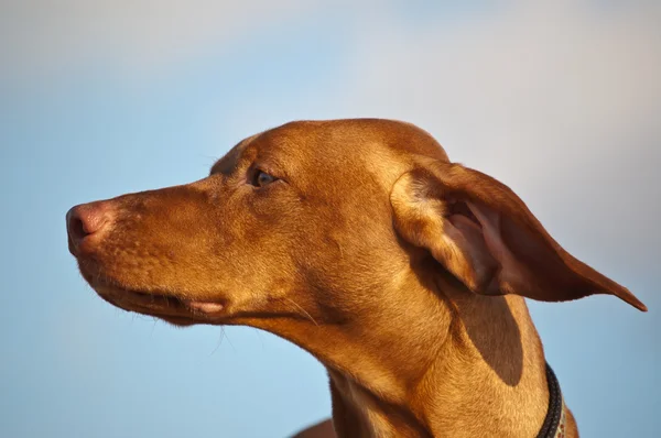 Hundvalp (sittande) hund på en blåsig dag — Stockfoto