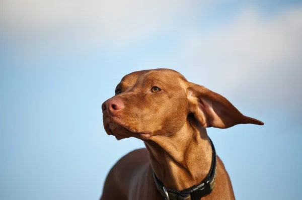 Rüzgarlı bir günde Vizsla köpek — Stok fotoğraf