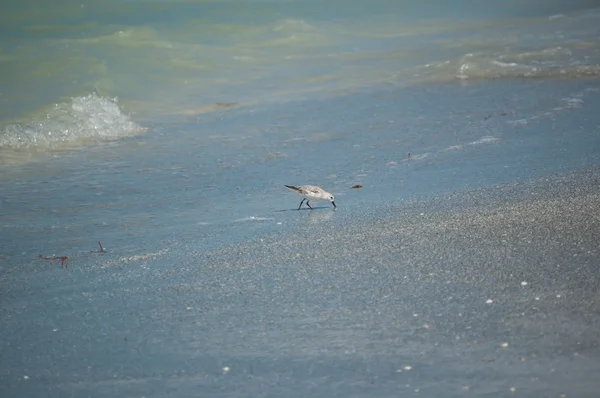 Sanderling se nourrissant sur le rivage — Photo