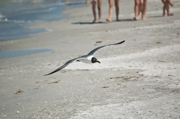 Juvenil riendo gaviota en vuelo con los asistentes a la playa en el backgrou — Foto de Stock