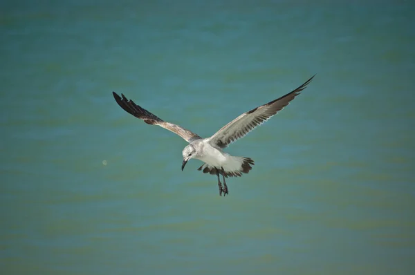 Juvenil riendo gaviota en vuelo — Foto de Stock