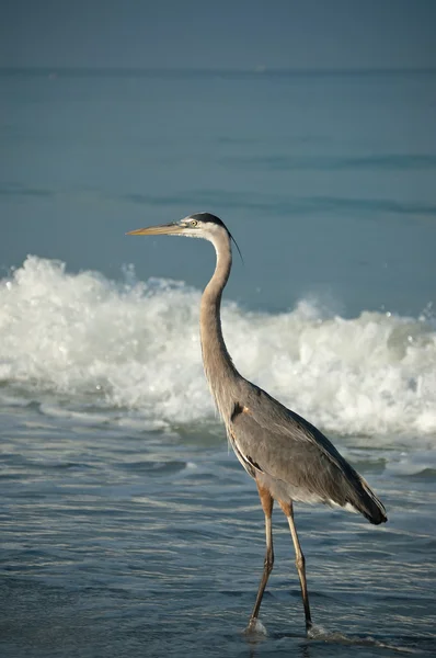 大蓝鹭与波浪的海湾海岸沙滩上 — 图库照片