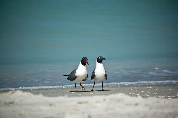 Gaivotas rindo em uma praia da Flórida — Fotografia de Stock