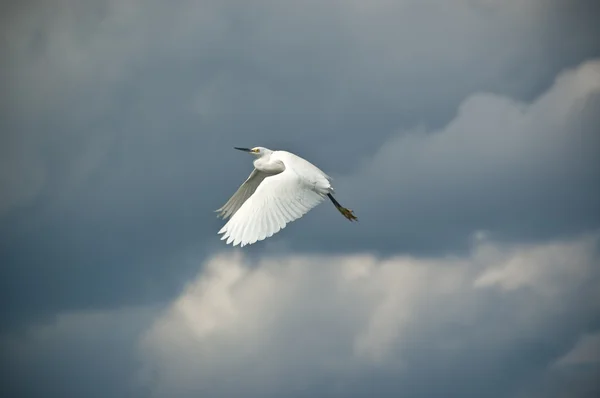 Snowy egret i flyg — Stockfoto