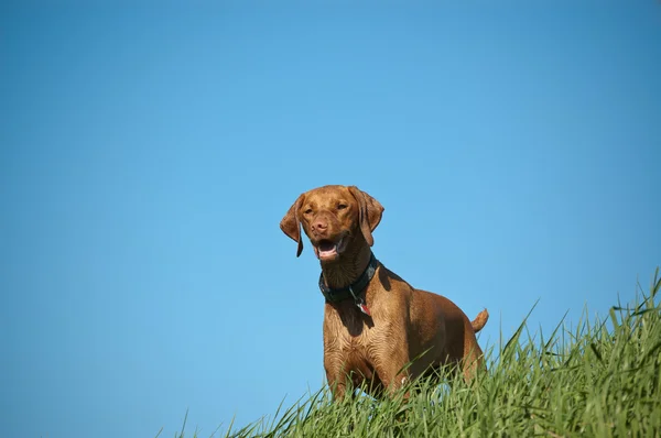 Kvinnliga hundvalp (sittande) hund på en gräsbevuxen kulle — Stockfoto