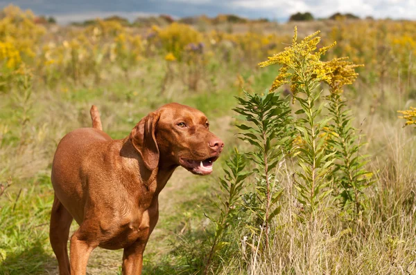 Sonriente vizsla perro de pie en un campo verde — Foto de Stock