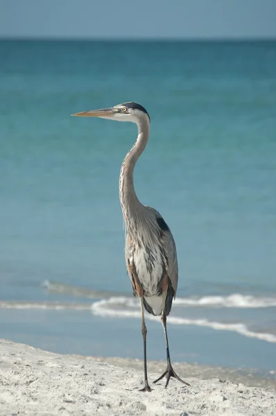 Grand héron sur une plage de Floride — Photo