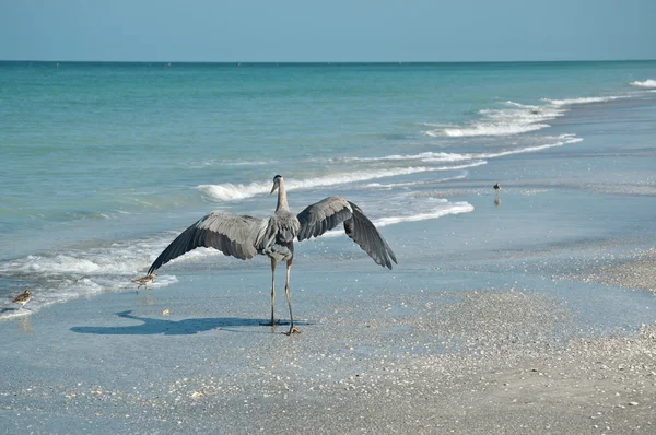 Velká modrá volavka a mořští ptáci na pláži Floridy — Stock fotografie