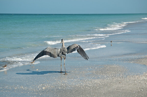 Great Blue Heron and Shorebirds on a Florida Beach