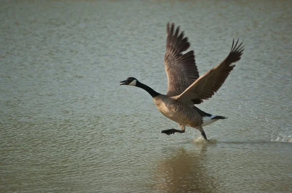 Canada Goose Running Across the Surface of a Pond — Stock Photo, Image