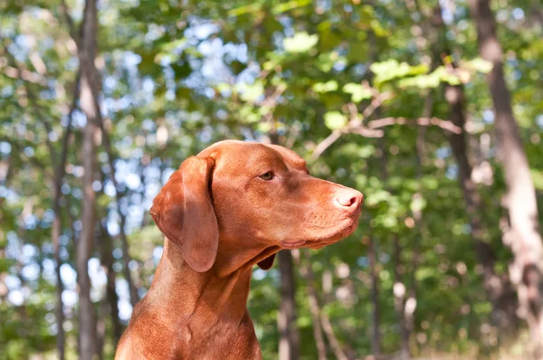 Ungarischer vizsla Hund im Wald — Stockfoto