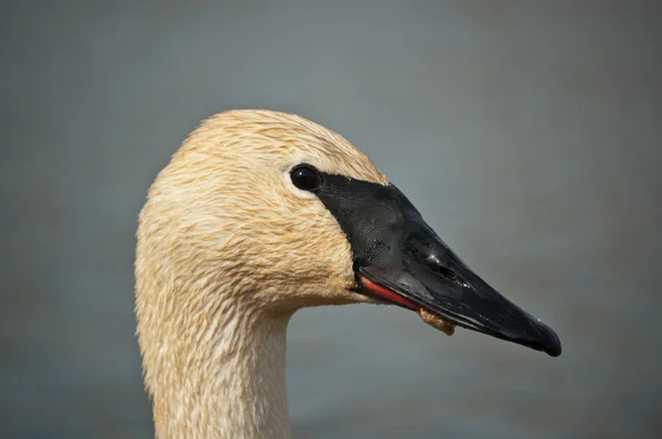 Trumpeter Swan Profile — Stock Photo, Image
