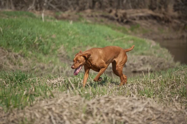 잔디 필드에서 헝가리어 vizsla 강아지 — 스톡 사진