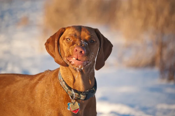 Porträt eines vizsla Hundes im Winter mit einem lustigen Ausdruck — Stockfoto