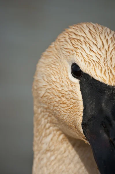 Trumpetaren swan närbild — Stockfoto