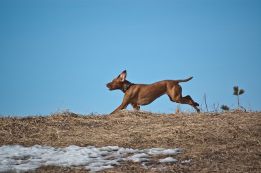 Hungarian Vizsla Dog Running across a Ridge clipart