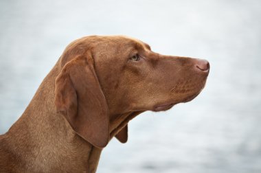 Macar vizsla köpek profili