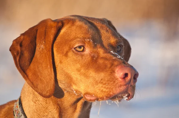 Szczegół portret psa vizsla zimą — Zdjęcie stockowe