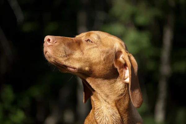 Aurinkoinen unkarilainen Vizsla-koira — kuvapankkivalokuva