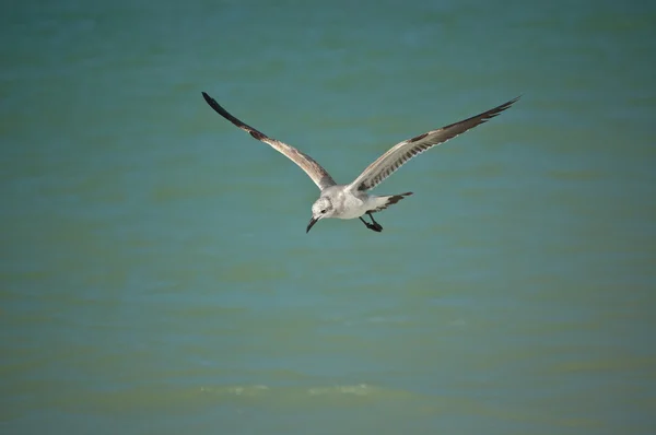 Juvenil riendo gaviota en vuelo — Foto de Stock